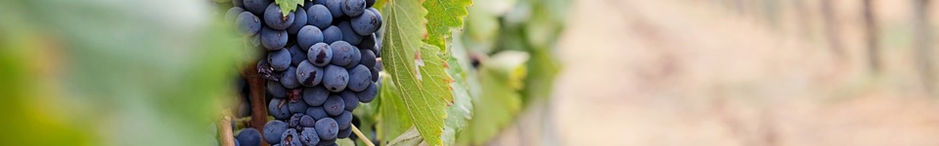 La sostenibilità nelle imprese del vino italiano